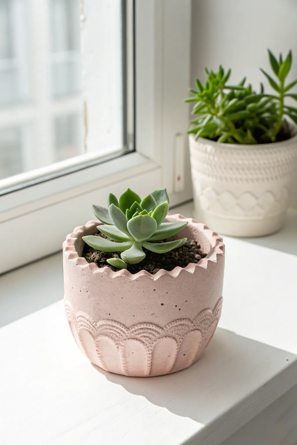 Pastel scalloped sweetheart pot with a centered succulent, bright minimal styling and cozy boho touch.