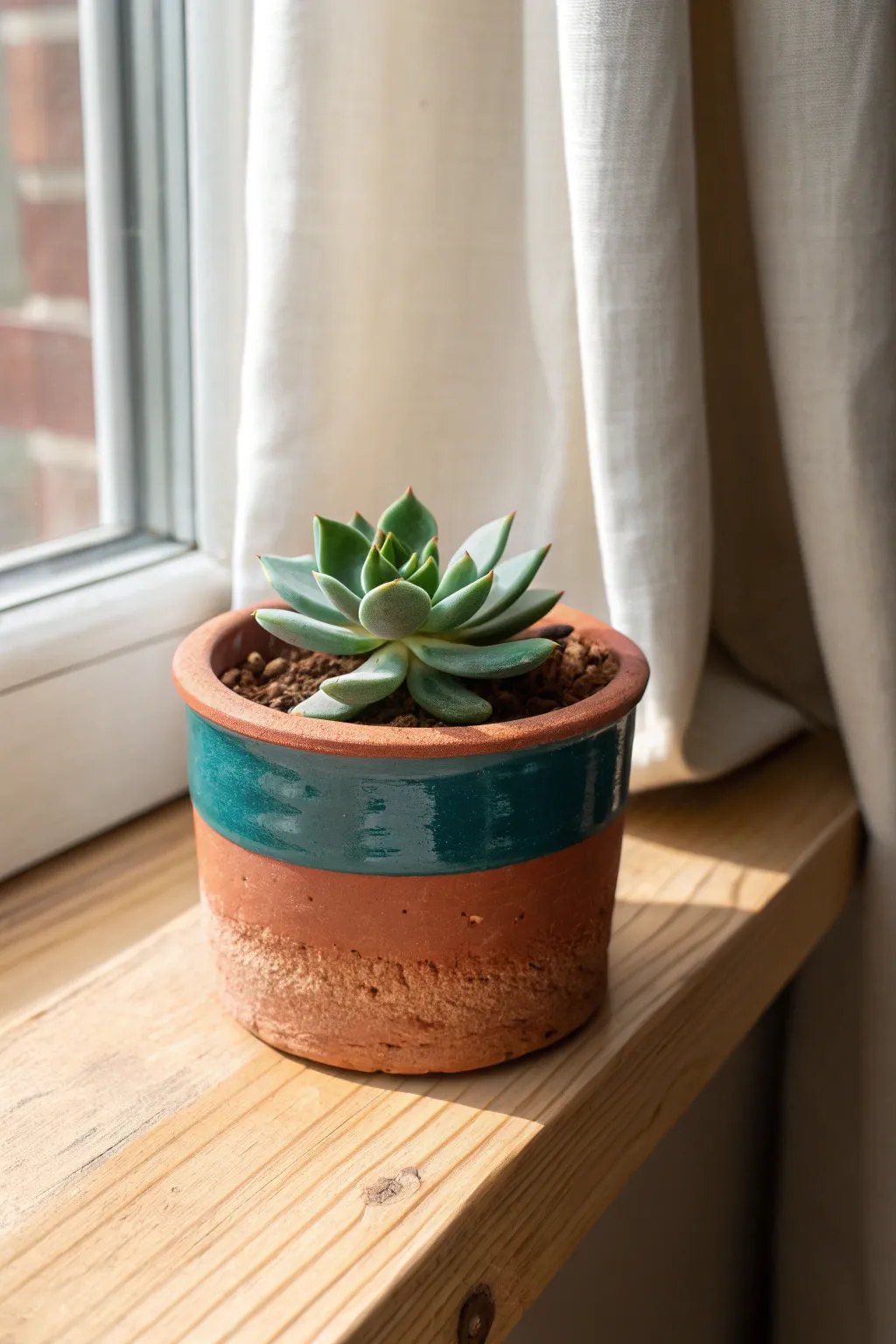 Minimal air-dry clay cover with imperfect rim, framing a succulent in bright window light.